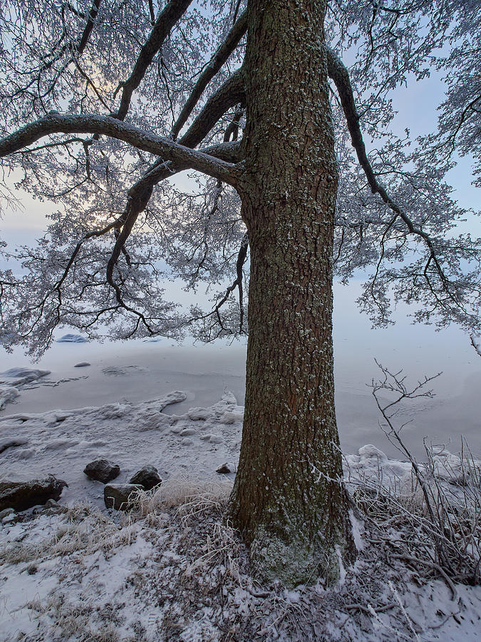Arboretum winter #2 Photograph by Jouko Lehto