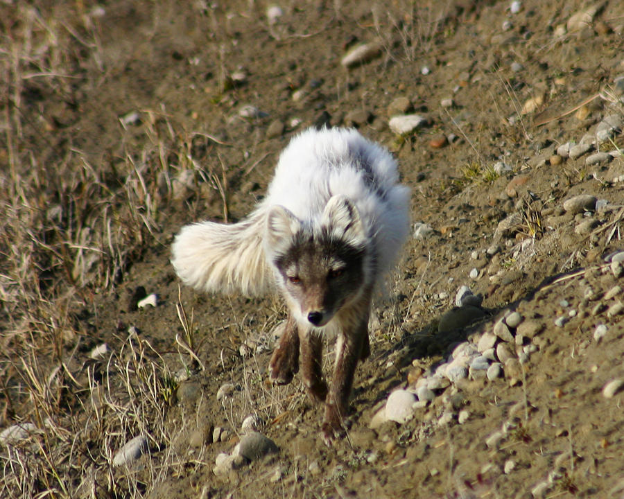 Arctic Fox #2 Photograph by Anthony Jones