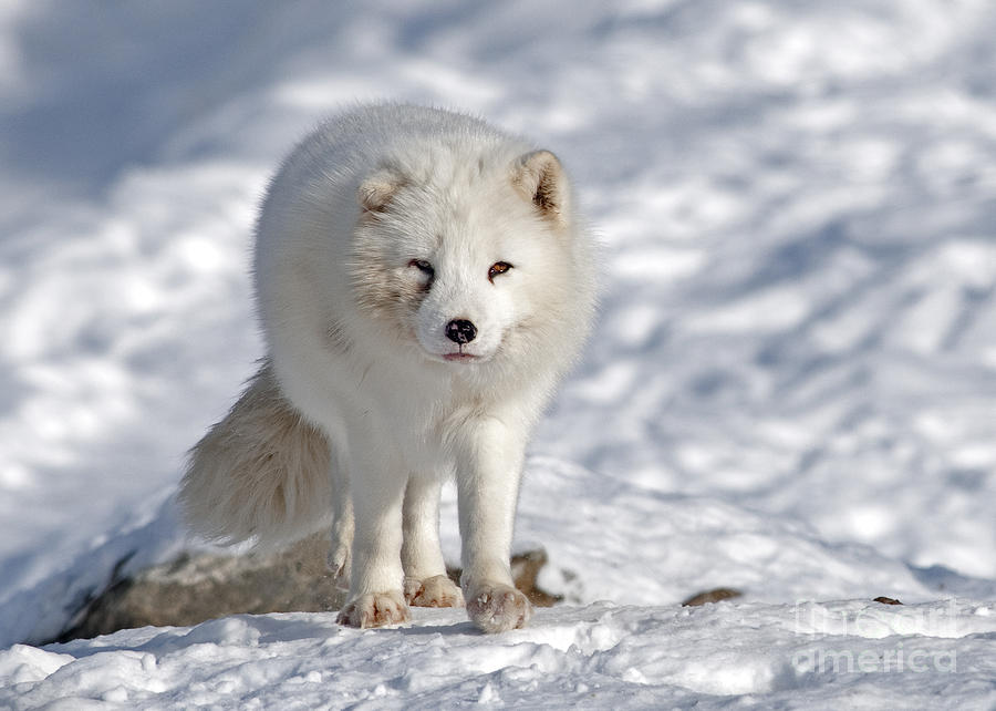 Arctic Fox... #1 Photograph by Nina Stavlund