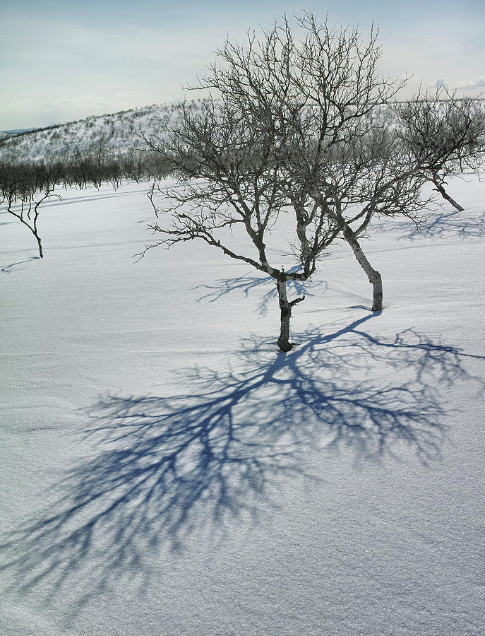 Arctic Spring #2 Photograph by Pekka Sammallahti