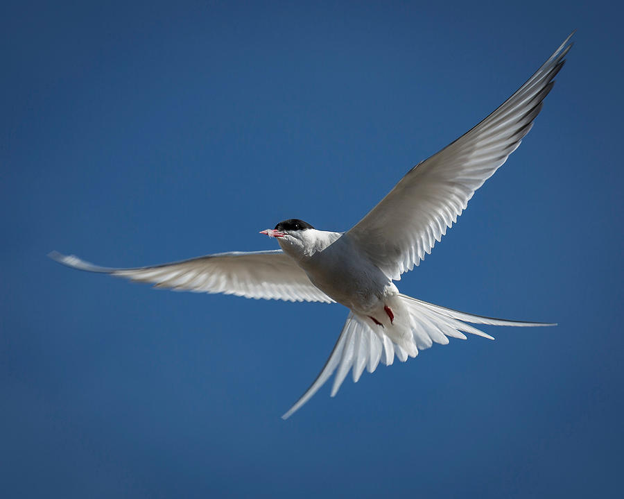 Arctic Tern In Flight, Iceland Photograph by Panoramic Images