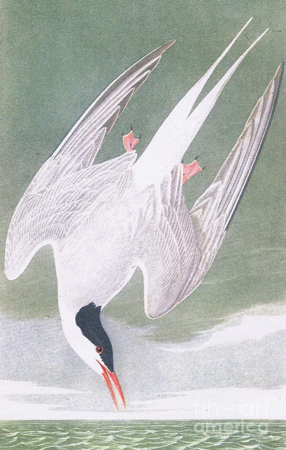 Arctic Tern Painting by John James Audubon