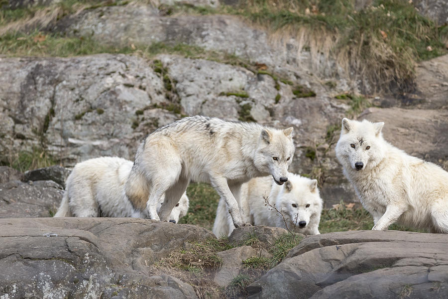 Arctic Wolves #2 Photograph by Josef Pittner