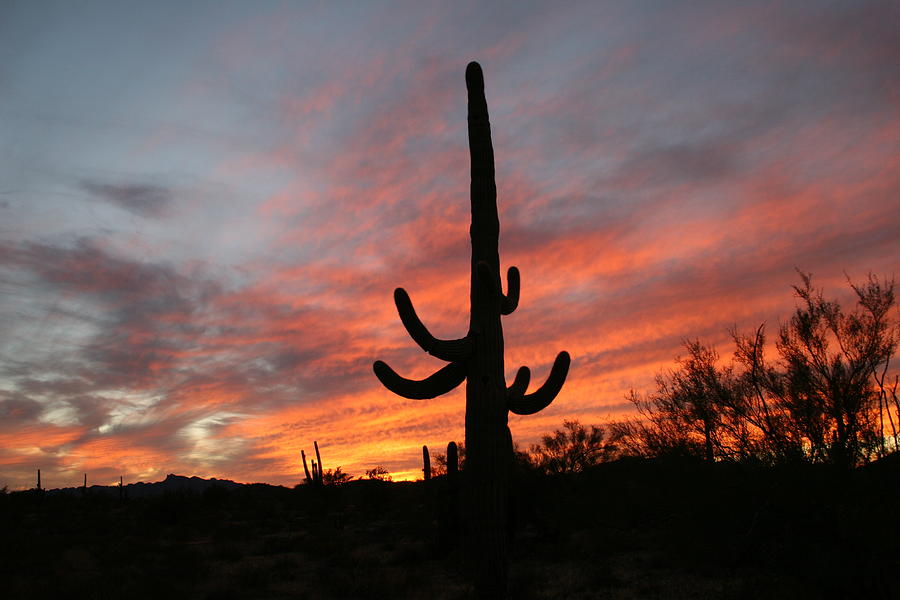 Arizona Saguaro Sunset #2 Digital Art by Tom Janca