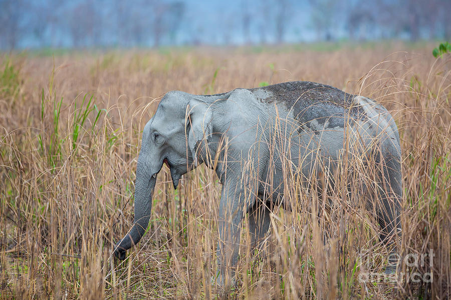 Asian Elephant, India #2 Photograph by B. G. Thomson