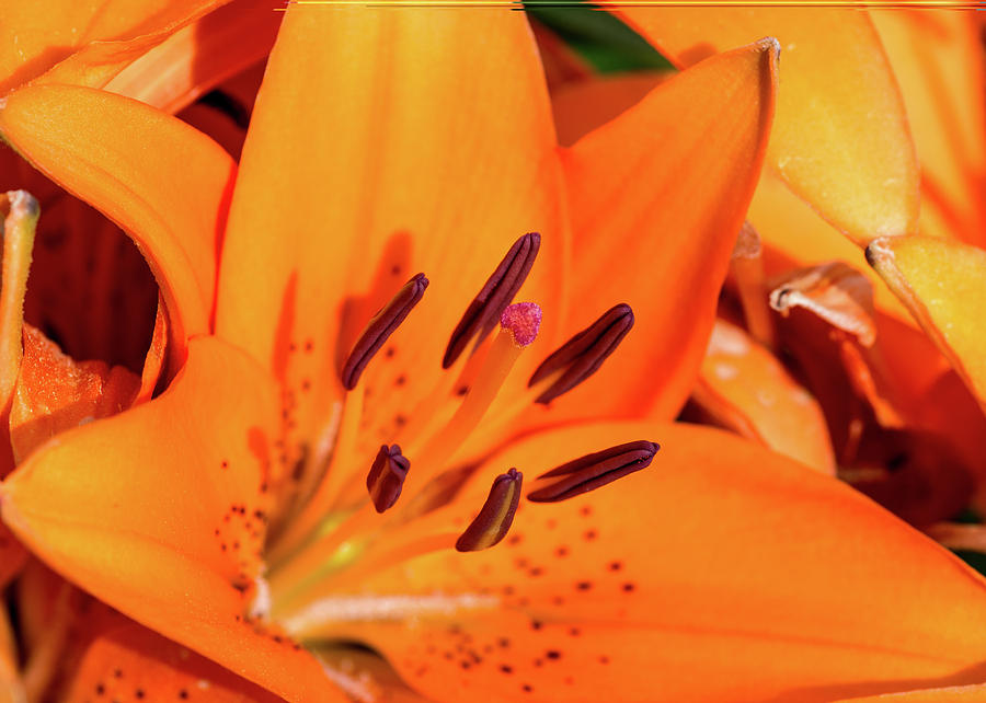 Asian Lily #1 Photograph by Thomas Whitehurst - Fine Art America