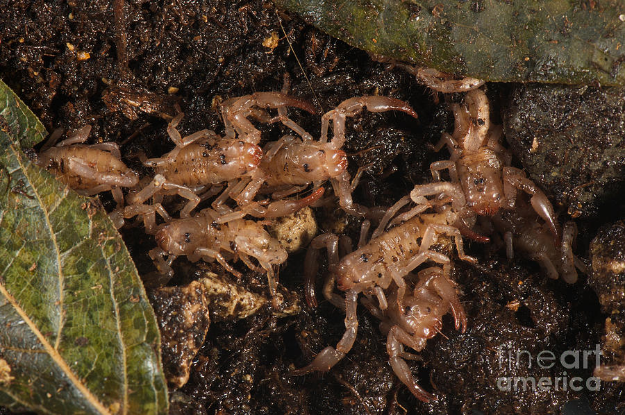Asian Scorpion Young #2 Photograph by Francesco Tomasinelli
