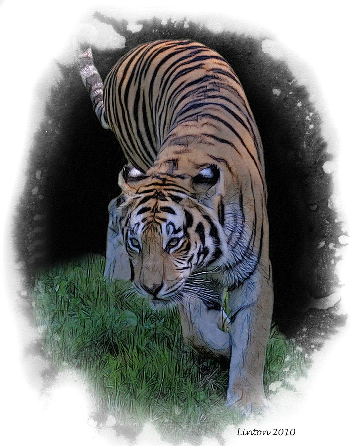 Nature Digital Art - Asian Tiger #2 by Larry Linton