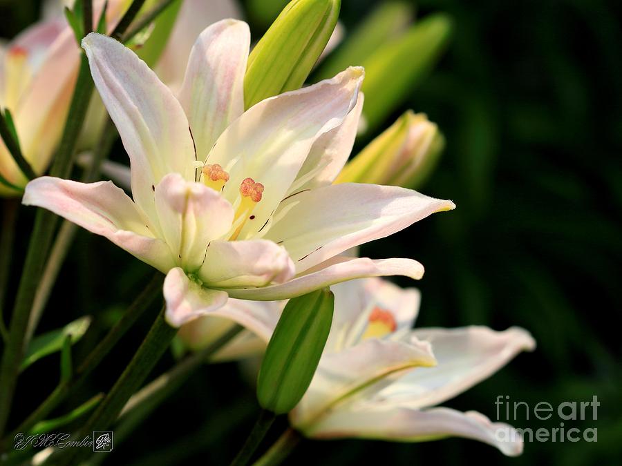 Wine Photograph - Asiatic Lily named Spring Pink #1 by J McCombie