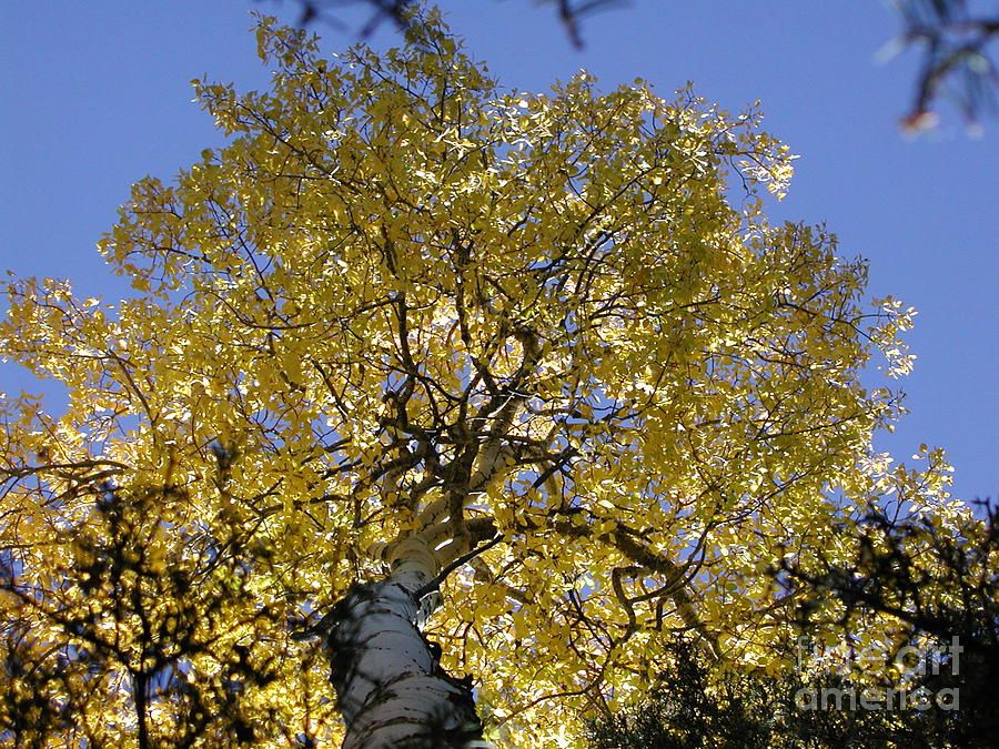 Tree Photograph - Aspen #2 by Chandelle Hazen