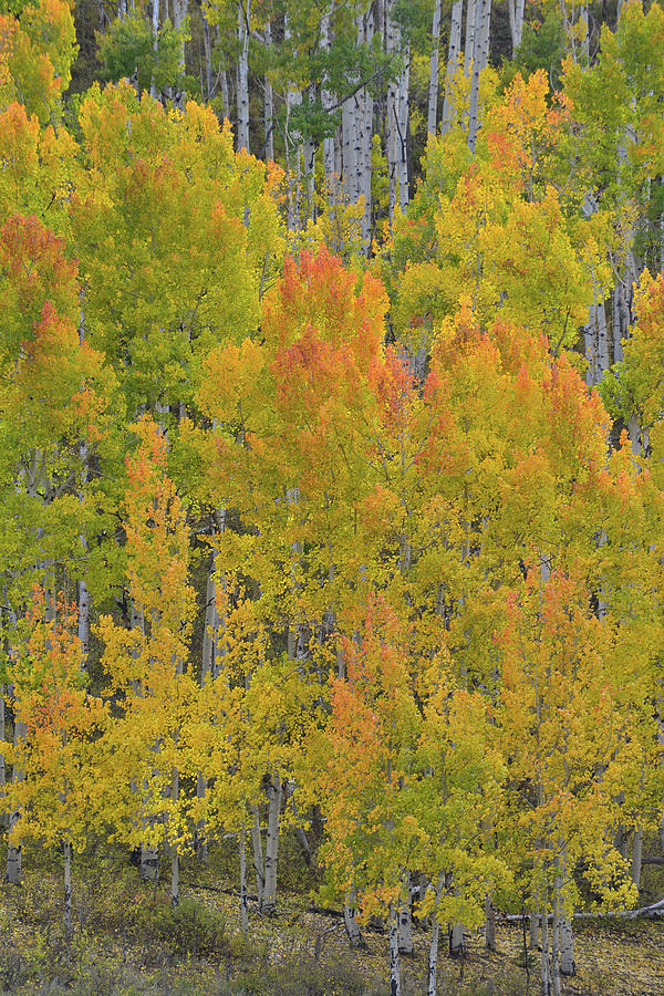 Aspen Grove at Dallas Divide #2 Photograph by Ray Mathis