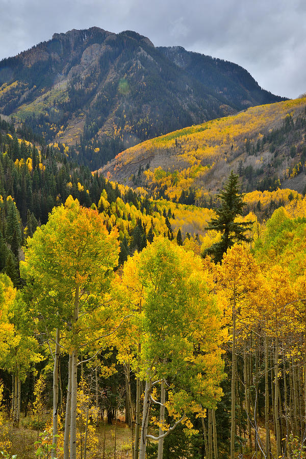 Aspen Valley #3 Photograph by Ray Mathis