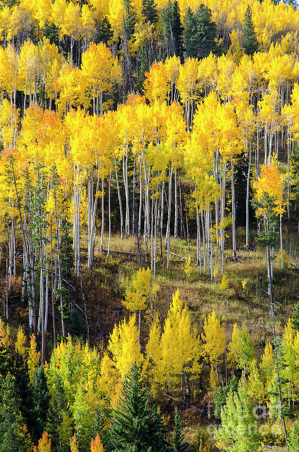 Aspens at Peak Color in the Colorado Rocky Mountains Photograph by ...