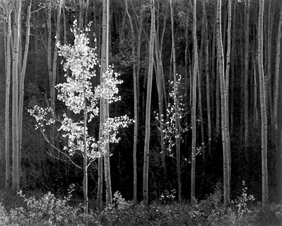 Aspens Northern New Mexico #2 Photograph by Ansel Adams