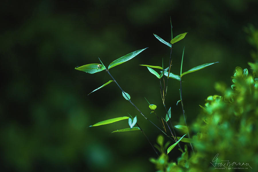 Green Zen Photograph by Gene Garnace