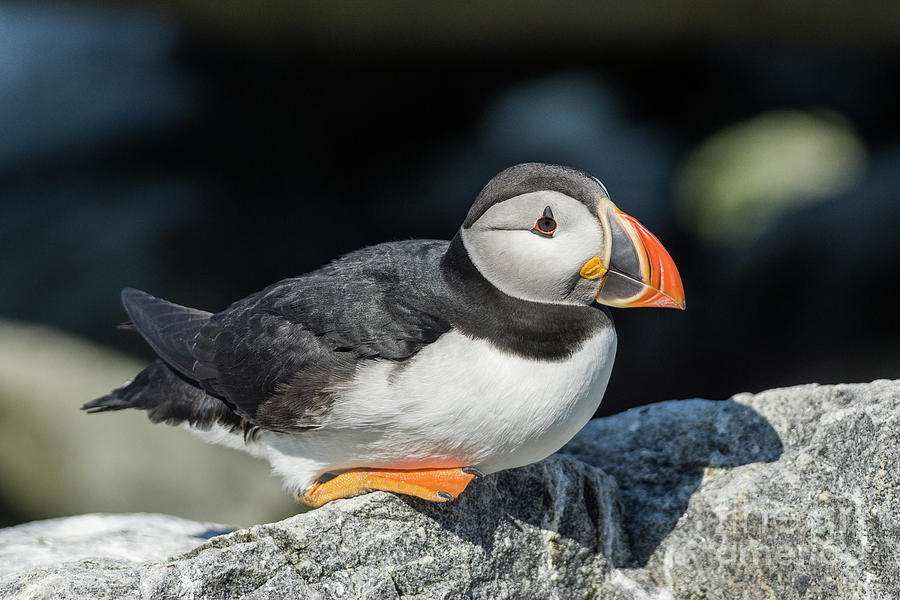 Atlantic Puffin #3 Photograph by Craig Shaknis