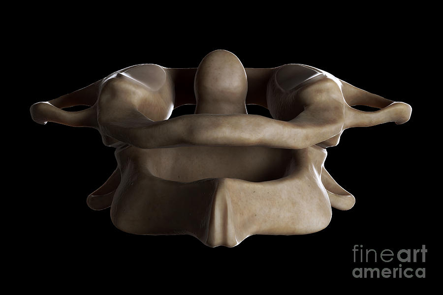 Atlas And Axis Vertebrae #6 Photograph by Science Picture Co