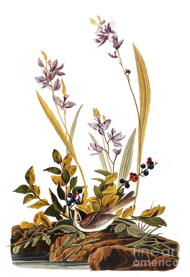 Audubon: Sparrow, 1827-38 #2 Photograph by Granger