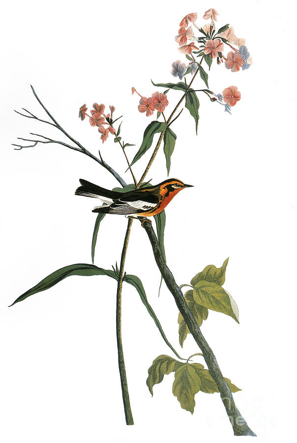 Audubon: Warbler, (1827-38) #2 Photograph by Granger
