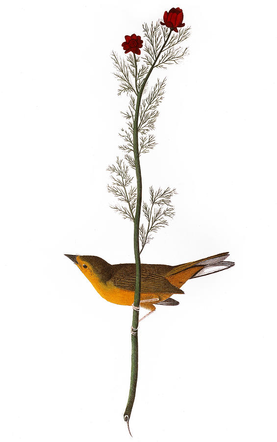 Flycatcher Photograph - Audubon: Warbler, (1827) #2 by Granger