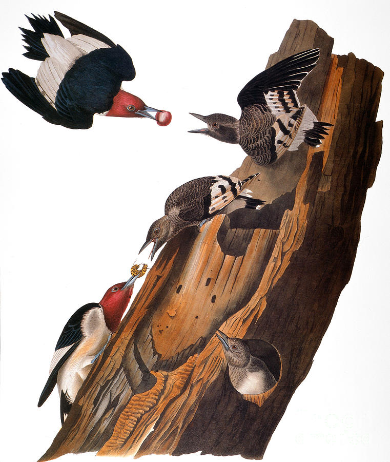 Tree Photograph - Audubon: Woodpecker #2 by Granger
