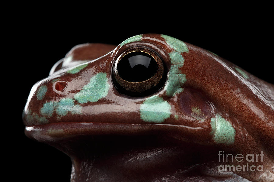 Wildlife Photograph - Australian green tree frog, or Litoria caerulea isolated black background by Sergey Taran