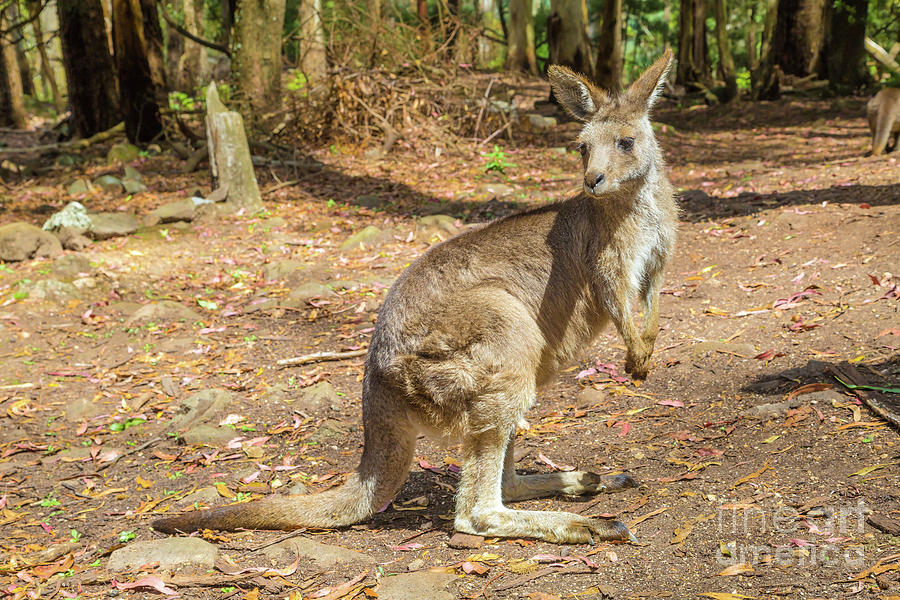 Australian Kangaroo standing #2 Pyrography by Benny Marty