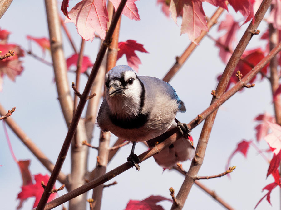 Autumn Blue Jay 3 Photograph by Leslie Montgomery
