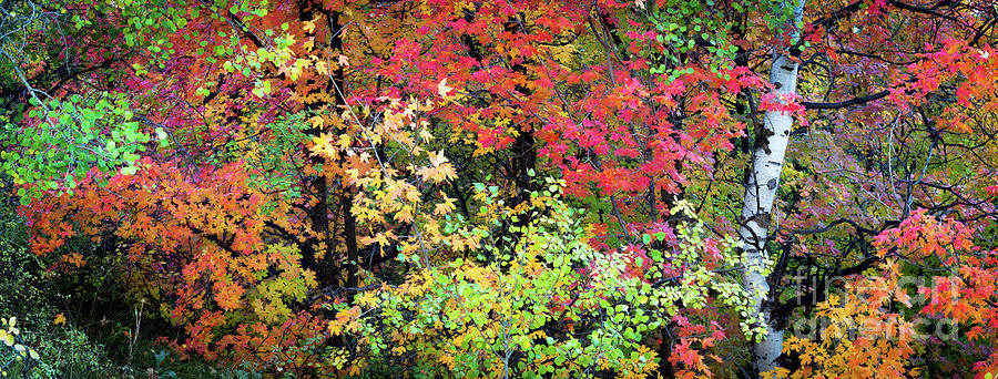 Autumn Colors Photograph by Bret Barton