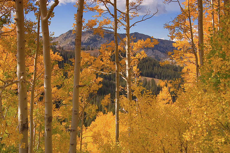Autumn Colors in the Wasatch Mountains #2 Photograph by Douglas Pulsipher