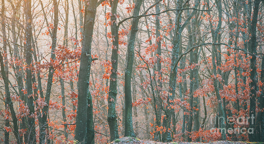 Autumn forest #2 Photograph by Jelena Jovanovic
