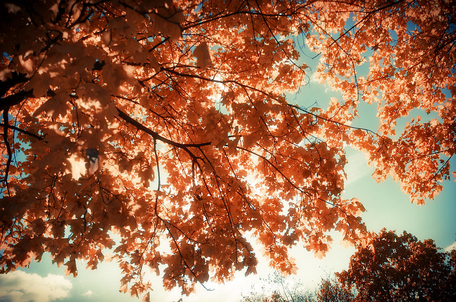Nature Photograph - Autumn Forest #2 by Konstantin Sevostyanov
