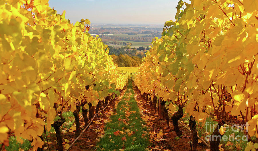 Autumn in Oregon Wine Country #2 Photograph by Bruce Block