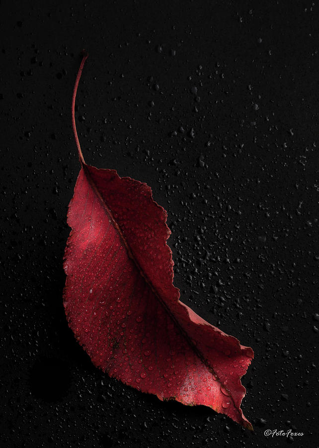 Autumn Leaf #2 Photograph by Alexander Fedin
