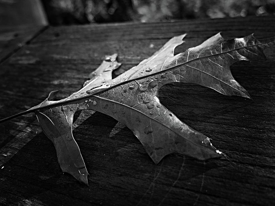Autumn Leaf.. #2 Photograph by Phyllis Meinke