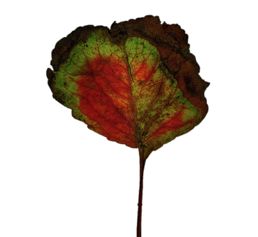 Autumn Leaf #2 Photograph by Robert Ullmann