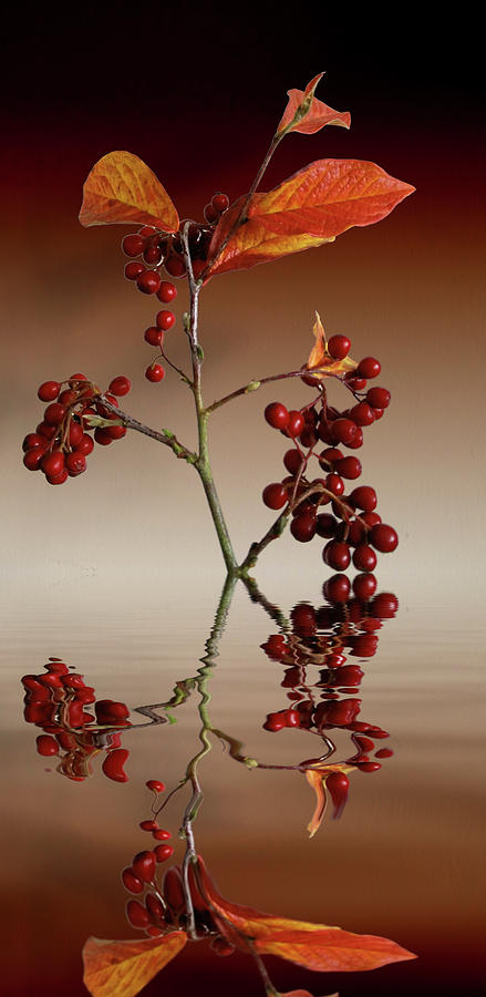 Autumn Leafs And Red Berries Photograph