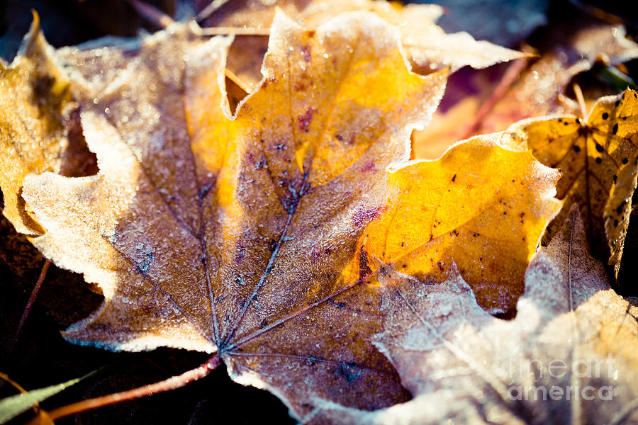 Nature Photograph - Autumn leaves frozen  #2 by Raimond Klavins