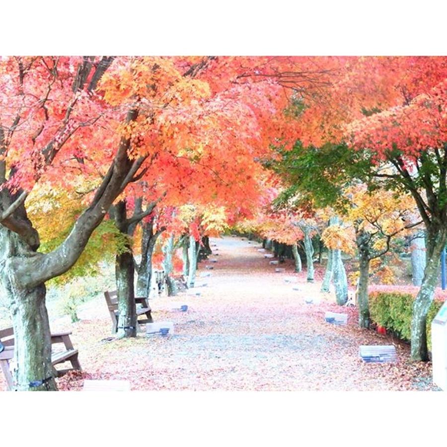 Autumn Leaves Japan #2 Photograph by Kanna Fairy