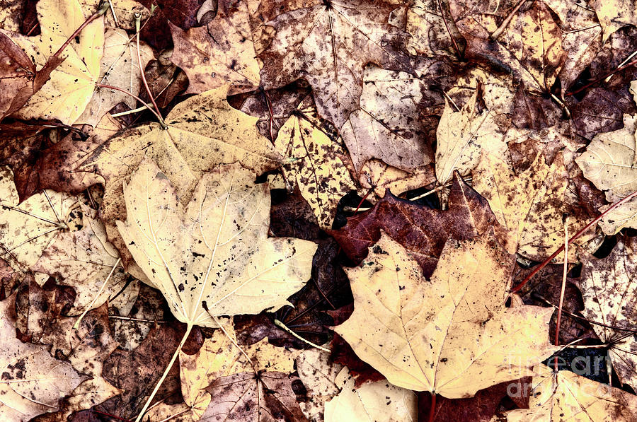 Autumn leaves #2 Photograph by Michal Boubin