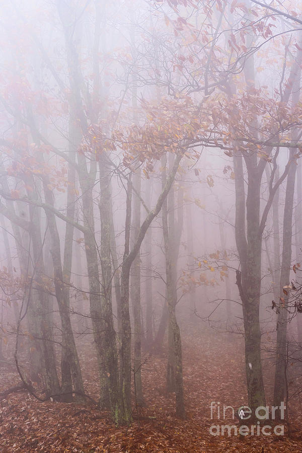 Autumn Mist Appalachian Trail #2 Photograph by Thomas R Fletcher