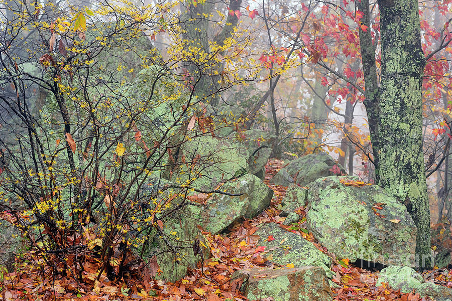 Autumn Mist Blue Ridge Parkway #2 Photograph by Thomas R Fletcher
