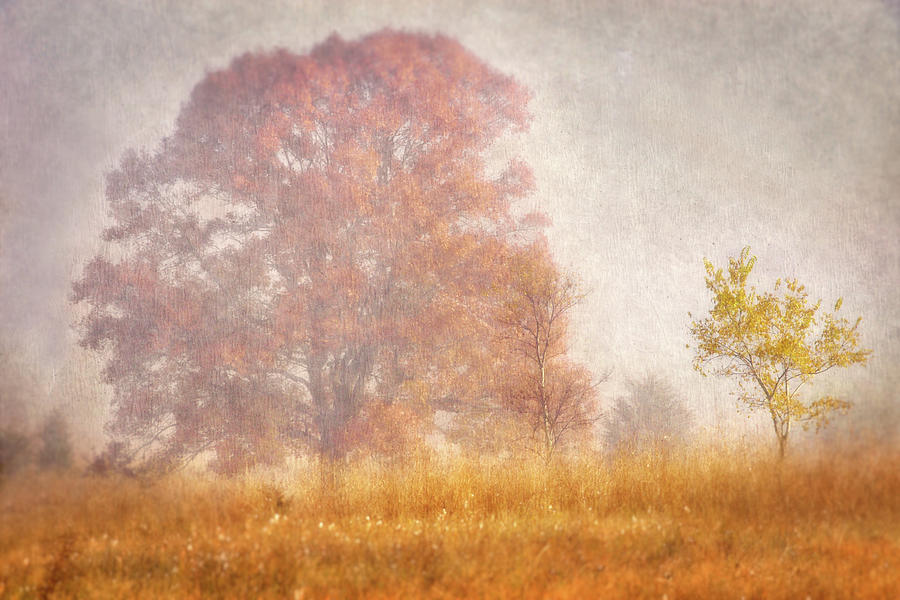 Autumn Mist #3 Photograph by Leda Robertson