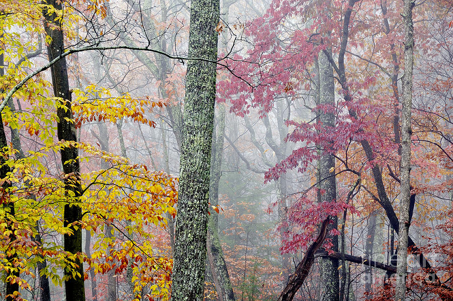 Autumn Monongahela National Forest #5 Photograph by Thomas R Fletcher