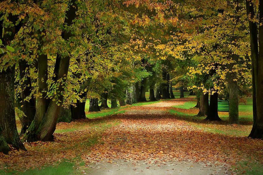 Fall Photograph - Autumn Park #2 by Dawn Van Doorn