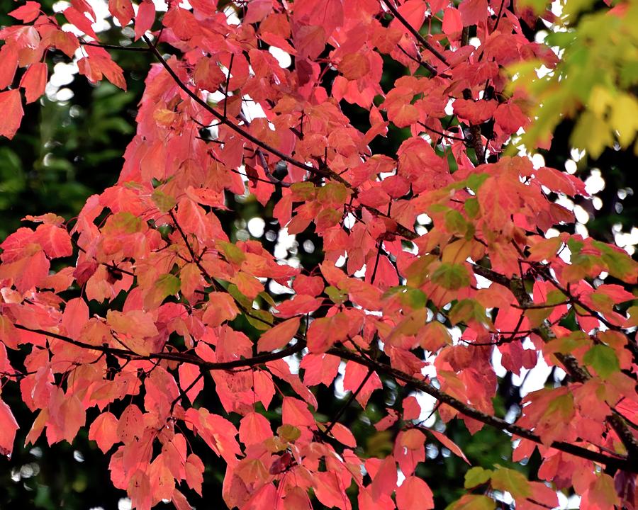 Autumn Red #2 Photograph by Jerry Sodorff
