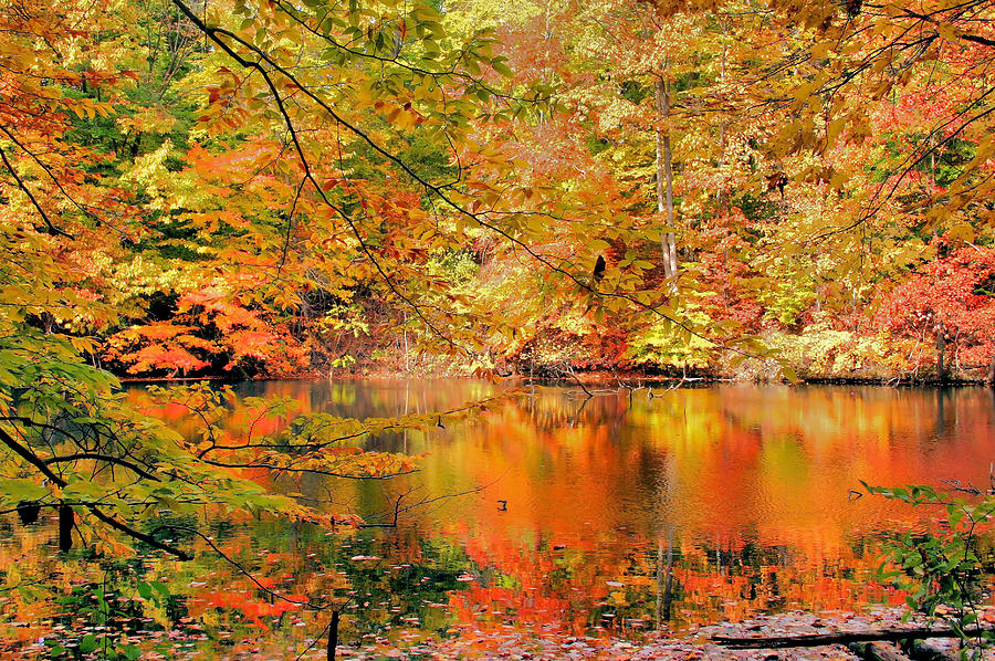 Tree Photograph - Autumn Reflections #2 by Kristin Elmquist
