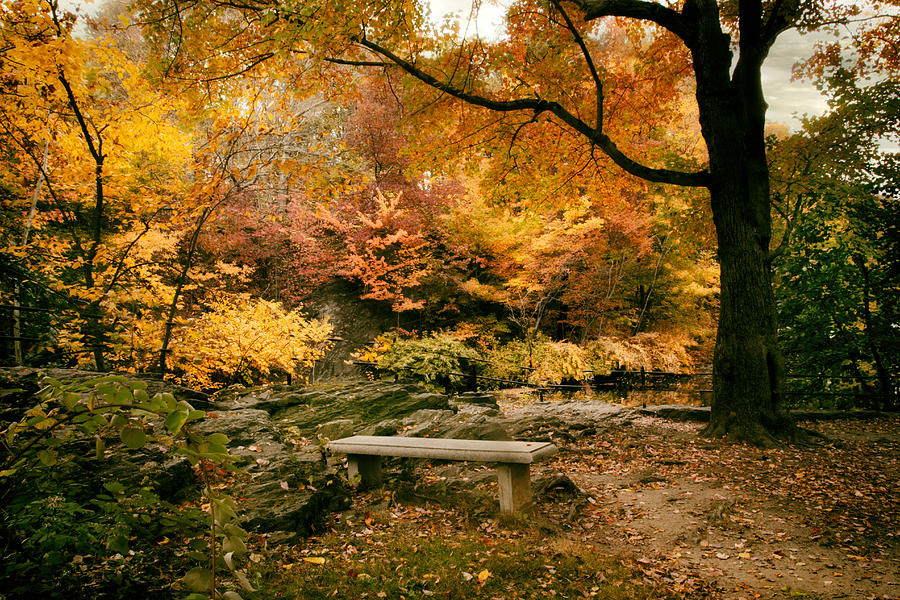 Autumn Respite #3 Photograph by Jessica Jenney