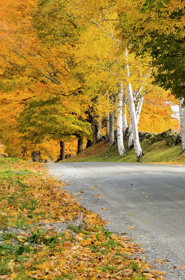 Autumn Road Photograph by Tom Singleton
