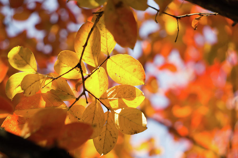 Autumn Season Leaves On A Tree In Sun Light #2 Photograph by Alex Grichenko
